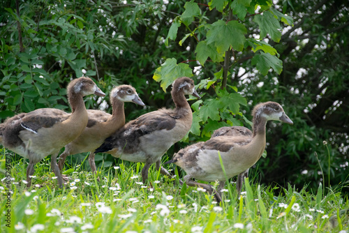 family geese