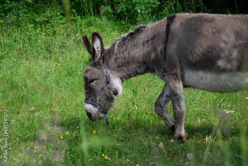 donkey in grass