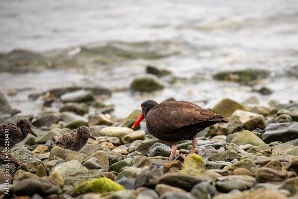 Adult oystercatcher with chicks Adult oystercatcher with chicks