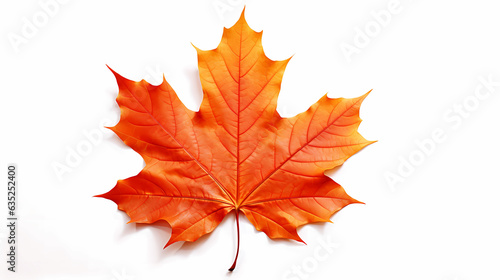 Autumn Maple Leaf Macro white background