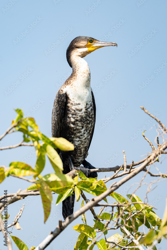 Fototapeta premium Heron on a branch on Kivu lake in western Ruanda