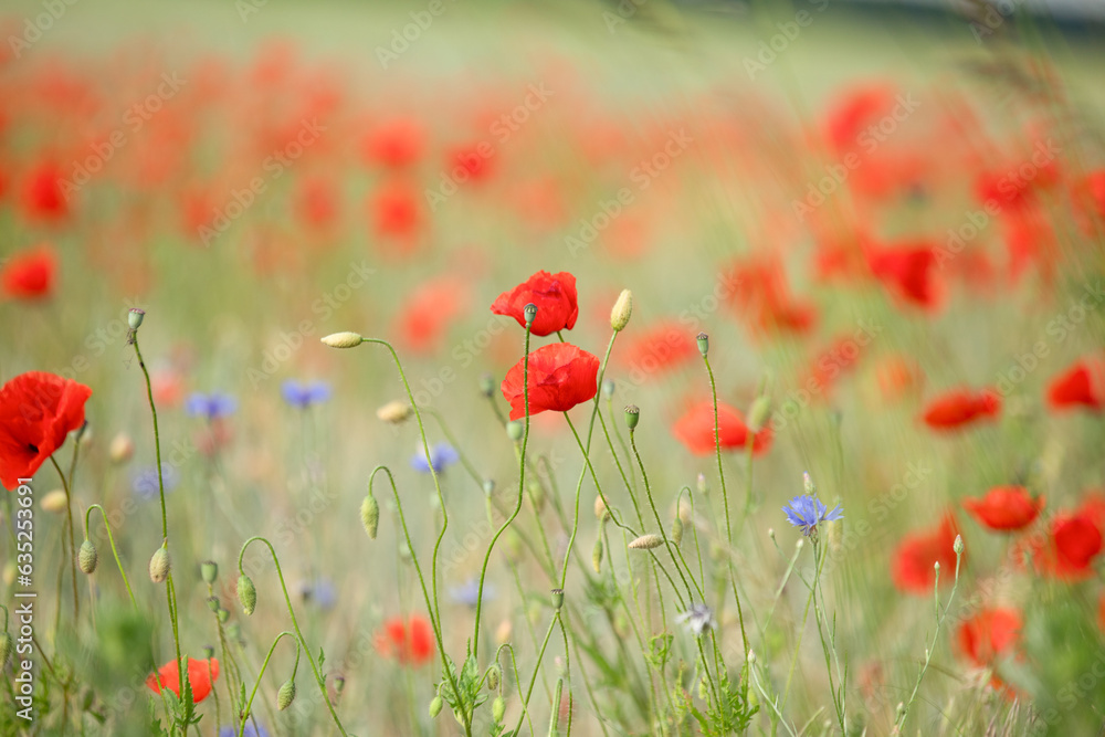 many blooming red poppy in field at sunset many blooming red poppy in field at sunset