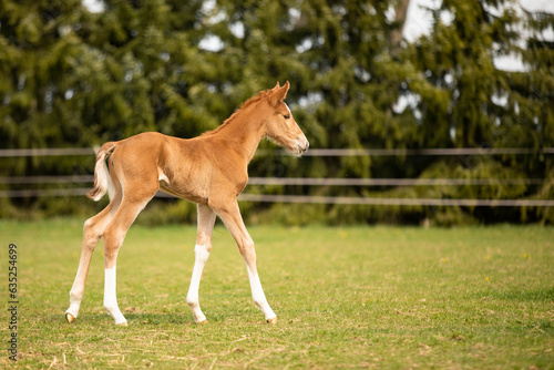 Young foal of sport horse on pasture for the first time  breeding horse for showjumping  agricultural scene
