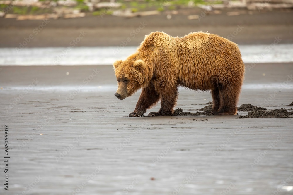 Fototapeta premium Brown bear on tidal flats