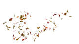 Autumn fall banner with falling maple leaves . Flying color leaves isolated on transparent background