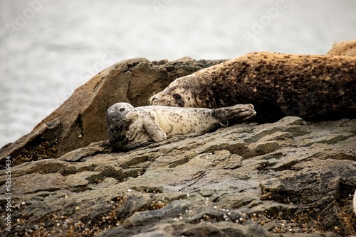 Harbor Seal pup and adult