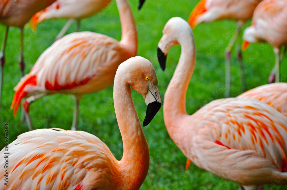 Fototapeta premium flock of flamingos