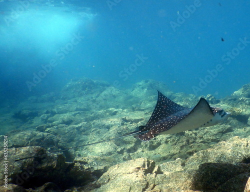 Costa Rica Sea life