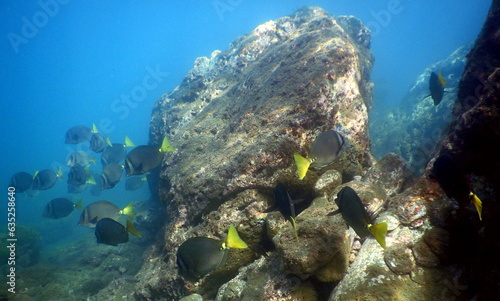 Fototapeta Naklejka Na Ścianę i Meble -  Costa Rica Sea life