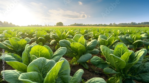salat field in spring