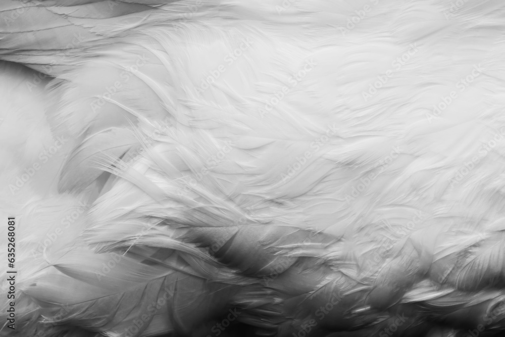 Obraz premium Close-up of swan feathers