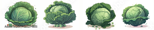 Set of cabbage vegetables isolated on white background - cartoon