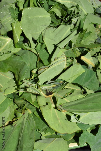 Close-up or full frame photo of cut dasheen bush leaves in Bejucal, Trinidad photo