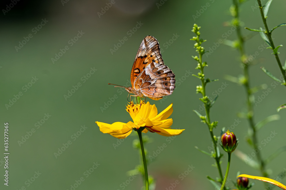 Variegated fritillary or Euptoieta Claudia on bright yellow cosmos flower. It is a North and South American butterfly in the family Nymphalidae. Cosmos are herbaceous perennial plants or annual plants Variegated fritillary or Euptoieta Claudia on bright yellow cosmos flower. It is a North and South American butterfly in the family Nymphalidae. Cosmos are herbaceous perennial plants or annual plants