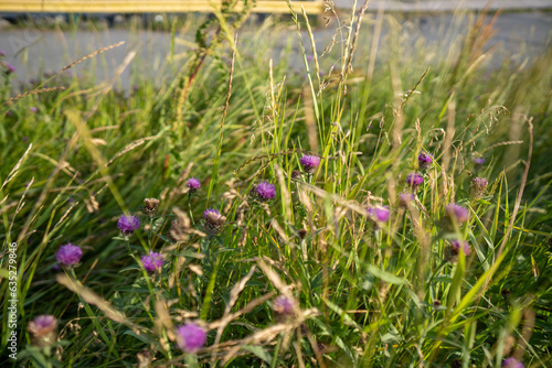 flowers in the grass
