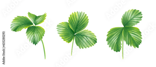 Set of strawberry leaves isolated on transparent background. Watercolor hand drawn illustration. For advertising, packaging, menus, invitations, business cards, postcards, printing.