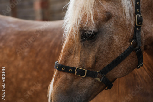 Fototapeta Naklejka Na Ścianę i Meble -  Adorable horse with bridles outdoors, closeup. Lovely domesticated pet
