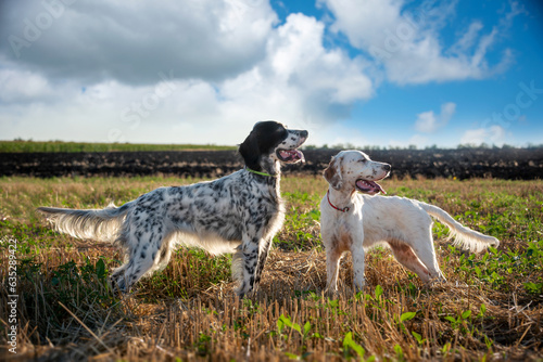 Two white and black English setter dogs stand in a mowed field on a bright sunny day. An adult dog and a puppy walk outside the city. photo