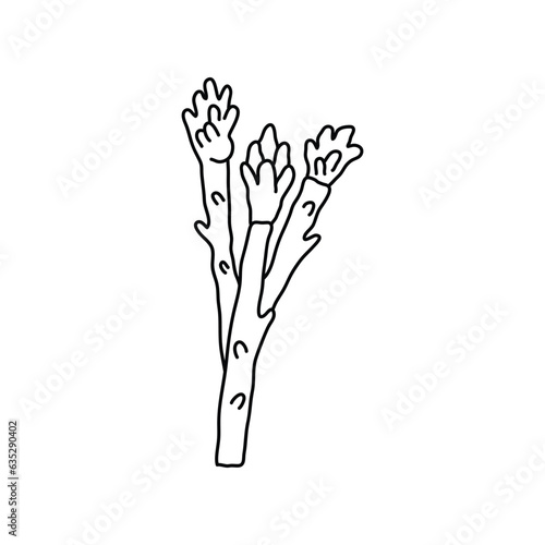 Hand drawn Kids drawing Cartoon Vector illustration asparagus icon Isolated on White Background
