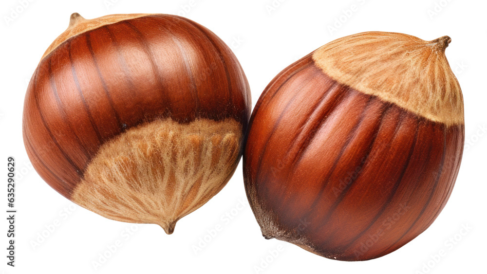 Hazelnut or filbert nut isolated. Hazelnut or filbert nut isolated.