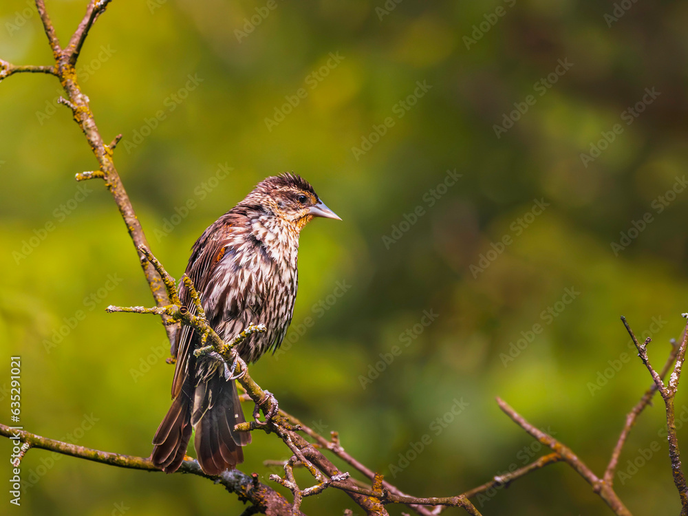 Female Red-winged Blackbird perched high up in a tree Female Red-winged Blackbird perched high up in a tree