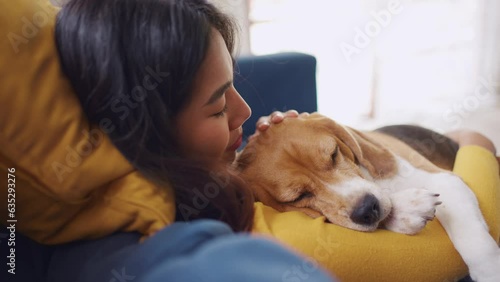 Adorable Beagle dog puppy sleeping on young female owner's shoulder. 