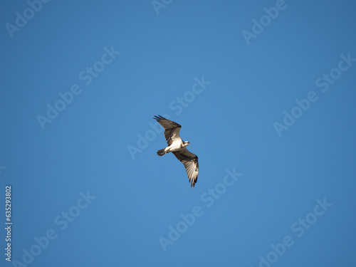 Osprey in Flight Photographed Against Cloudless Blue Sky