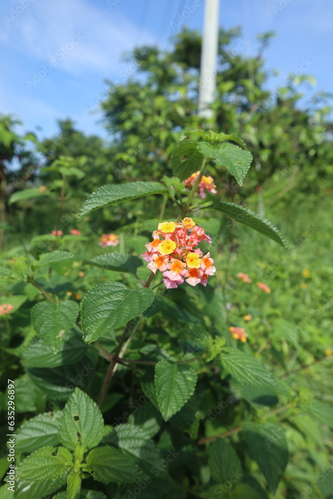 Pink Lantana flowers (Lantana camara L.) in the garden Pink Lantana flowers (Lantana camara L.) in the garden