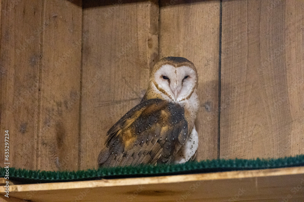 Obraz premium owl in barn