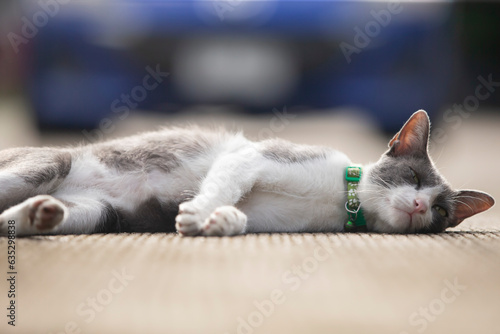 Cute cat lying on the floor, shallow depth of field.