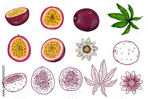 set de ilustraciones de fruta exótica gulupa (Passiflora edulis f. edulis) photo