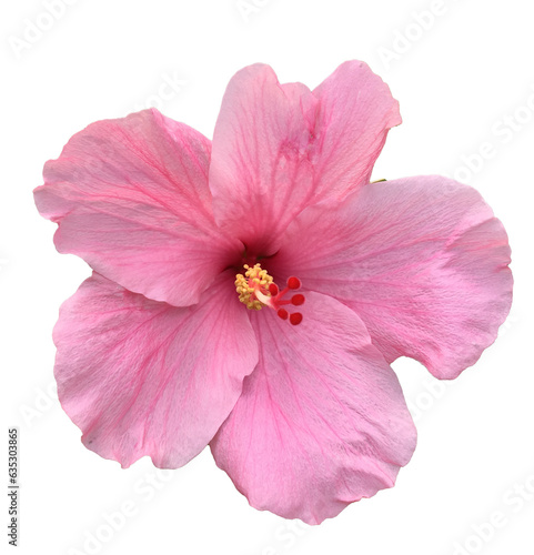 hibiscus flower isolated in a white background