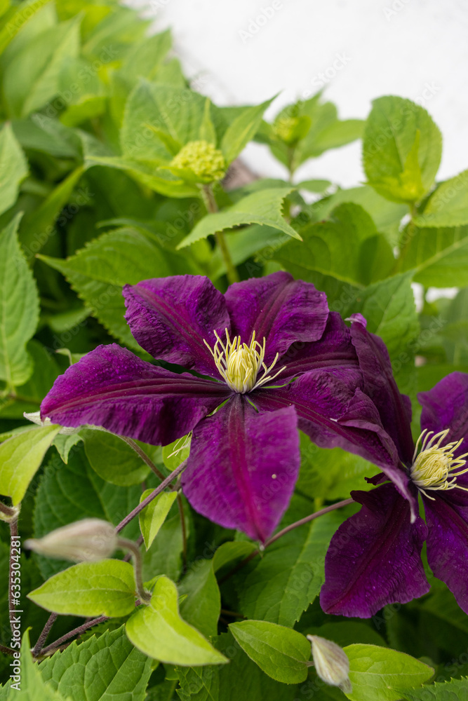 Purple clematis flower with white center and yellow stamens - deep purple petals curled at edges - green leaves and foliage in blurred background. Taken in Toronto, Canada.