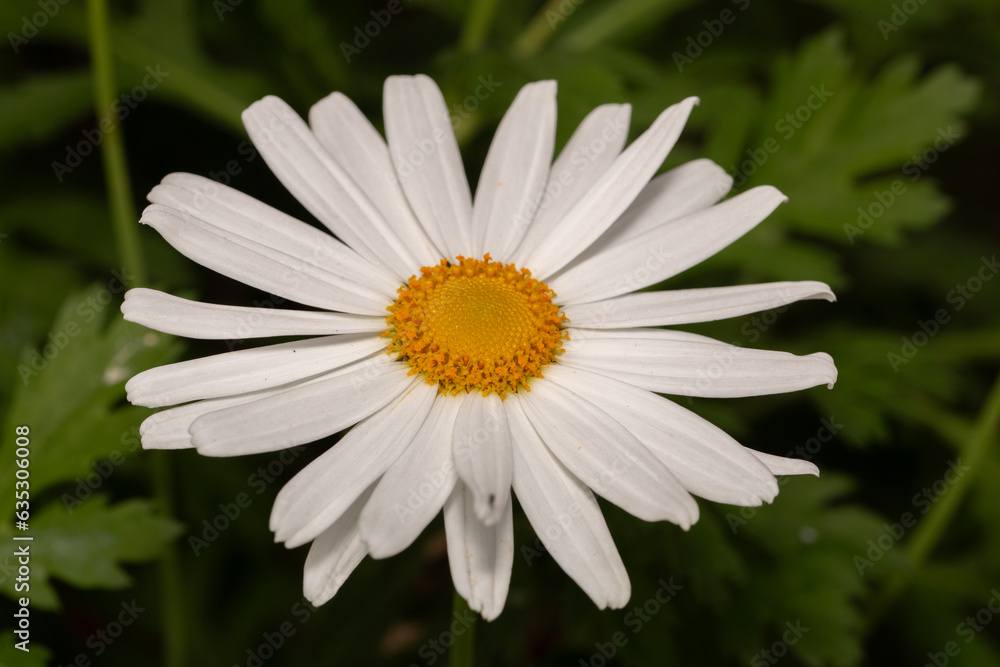 Fototapeta premium close-up detailed shot of a common white daisy flower in the garden