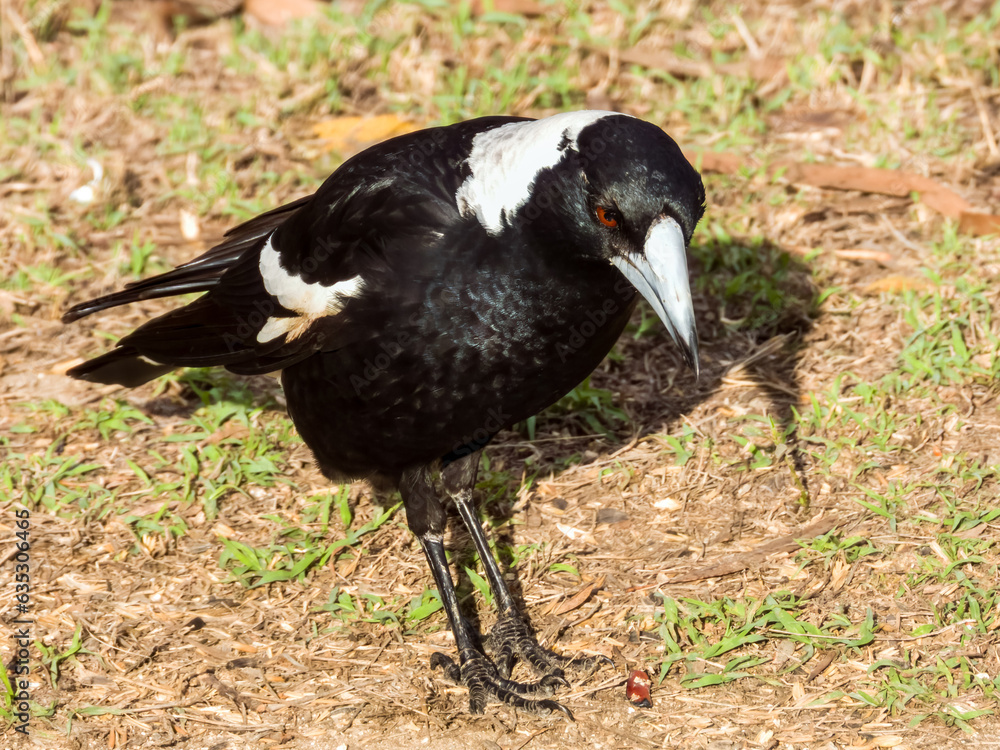 Australasian Magpie in Queensland Australia