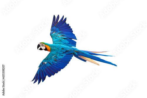 Colorful flying parrot isolated on transparent background png file