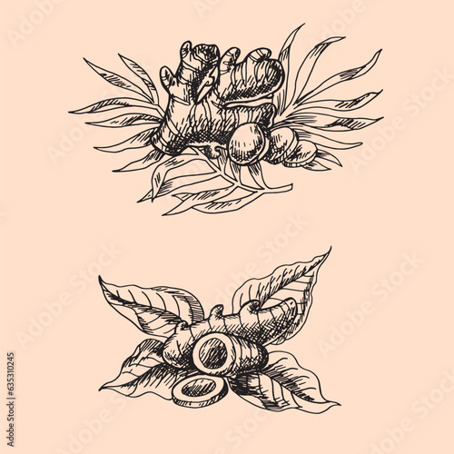 set of hand drawn ginger and turmenic collection. Sketch of root. cut of pieces . Isolated object on transparent background . monocrome drawing. Herb for food and medical