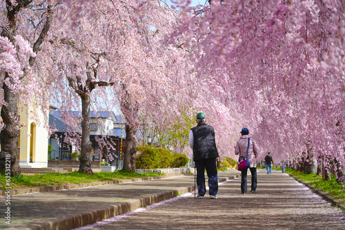 An old man and a woman are walking cherry blossoms on a weeping cherry blossom path in Kitakata, Fukushima, Japan. photo
