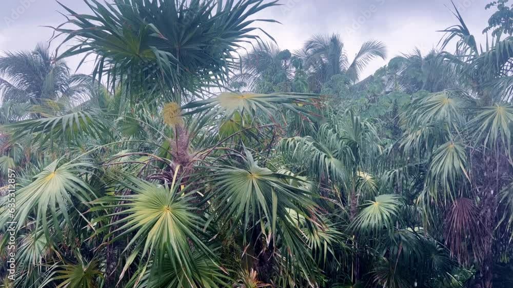 palm tree in the wind and rain palm tree in the wind and rain