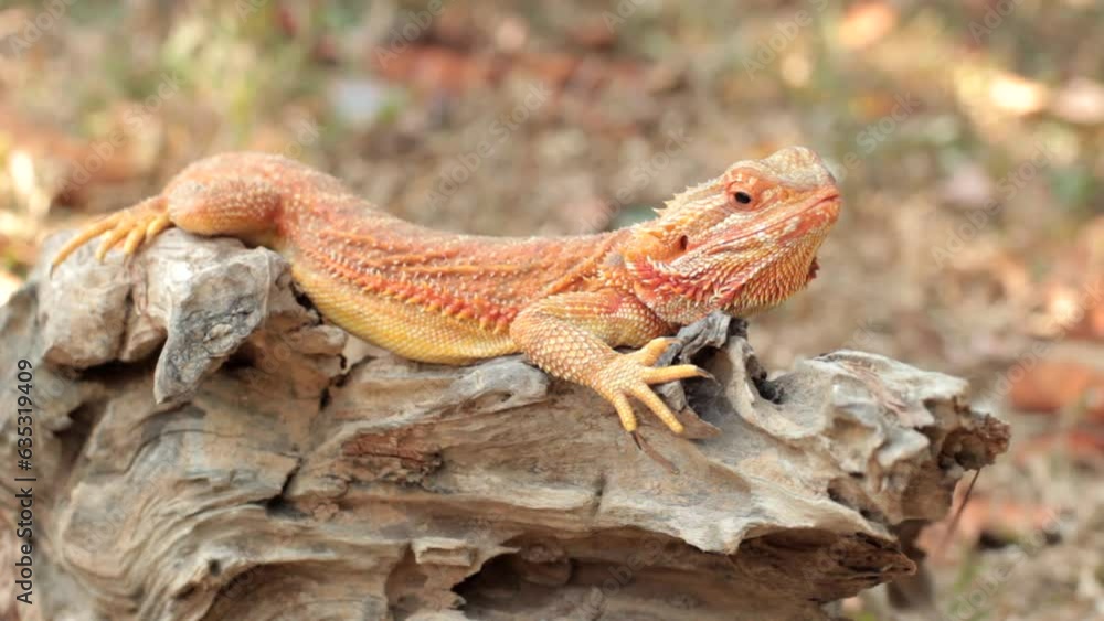 Bearded dragons usually live in dry areas of Australia Bearded dragons usually live in dry areas of Australia