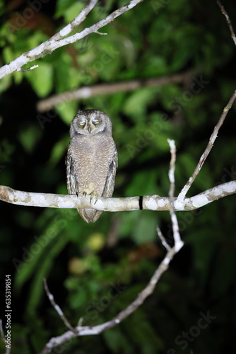 The Biak scops owl (Otus beccarii) is a species of owl endemic to the twin islands of Biak-Supiori in Cenderawasih Bay, Papua, Indonesia. photo