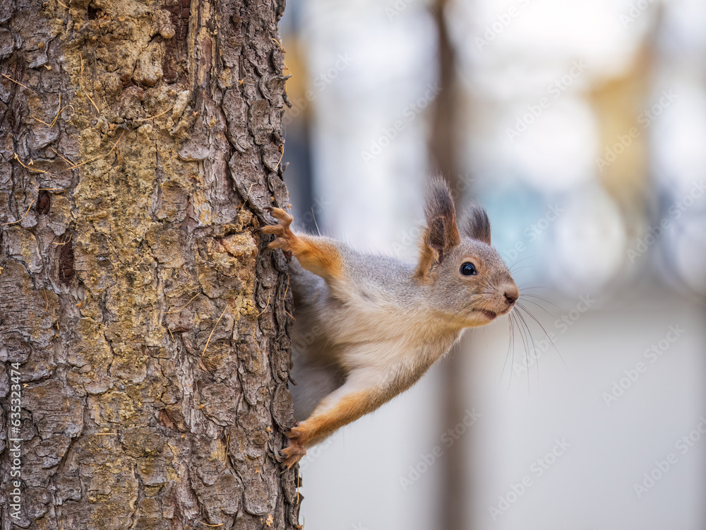Portrait of a squirrel on a tree trunk Portrait of a squirrel on a tree trunk