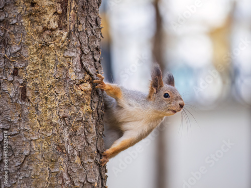 Portrait of a squirrel on a tree trunk © Dmitrii Potashkin
