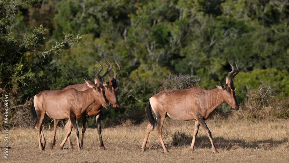Red (Cape) hartebeest (Alcelaphus buselaphus caama) three walking in woodlands, slowmotion Red (Cape) hartebeest (Alcelaphus buselaphus caama) three walking in woodlands, slowmotion