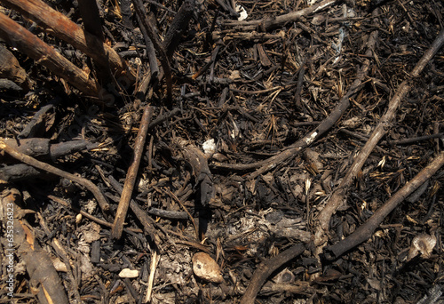 Remnants after a forest fire on the ground. Natural disasters, social issues. © ismailgazel
