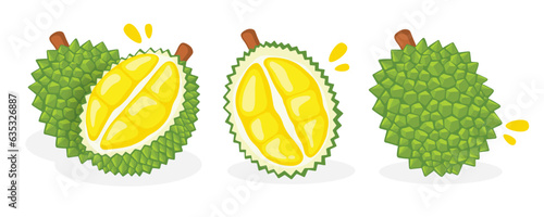 Fresh durian on a white background, Fruit hand drawn, vector illustration.