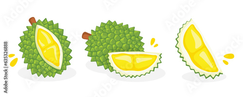 Fresh durian on a white background, Fruit hand drawn, vector illustration.