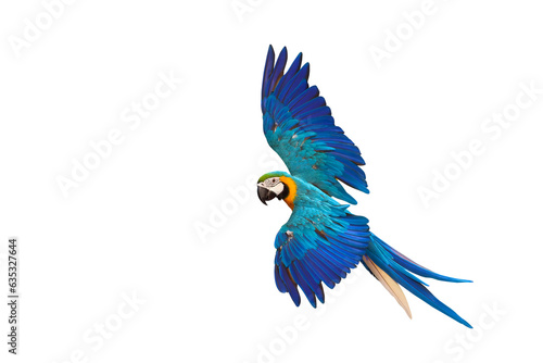 Colorful flying parrot isolated on transparent background png file