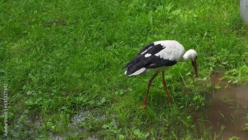 White stork, Ciconia ciconia, on a green meadow. Wild animalin nature. Birds in in the green park. Stork looking for food. Adult European White Stork Bird Walking In Green Summer Grass and Eating. photo