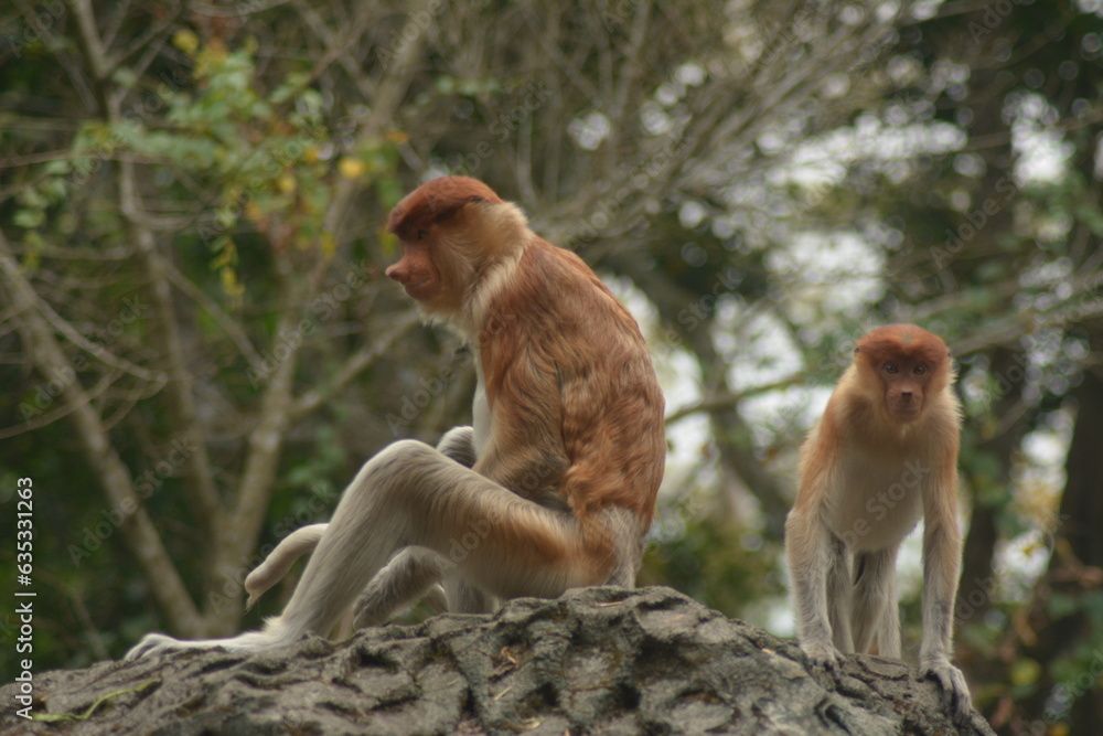 Proboscis monkey (Nasalis larvatus) is a kind of long-nosed monkey with